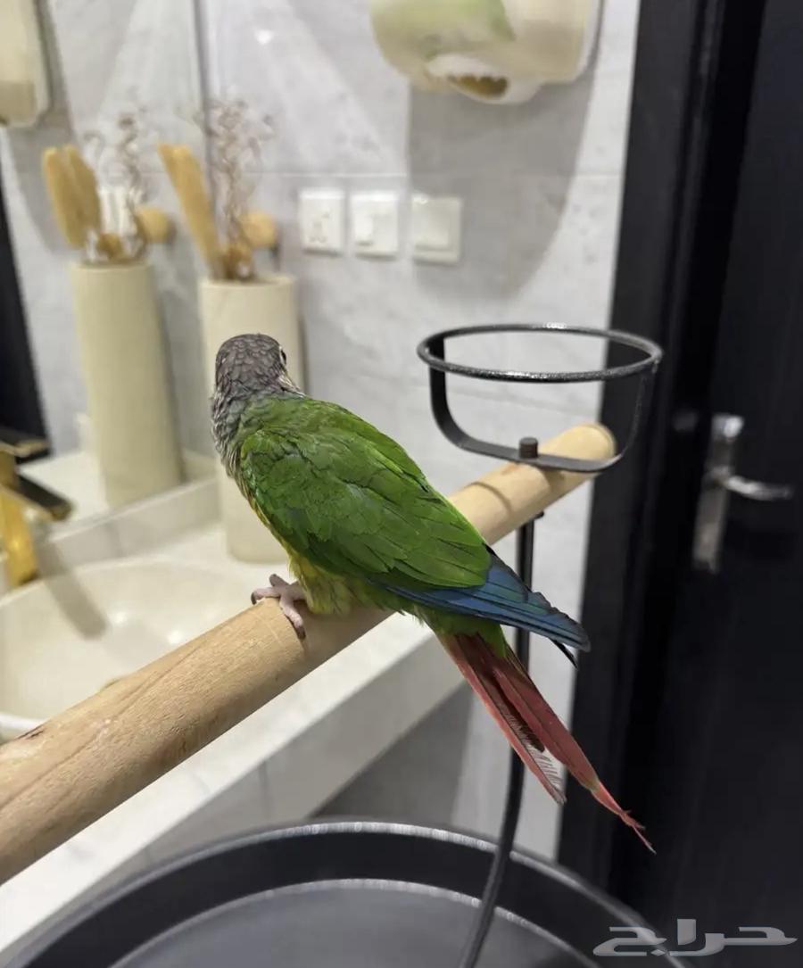 Kinor Yellow Side64534761558914113