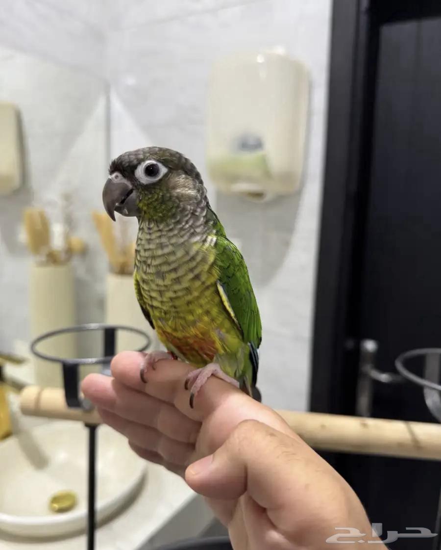 Kinor Yellow Side64534761558914112