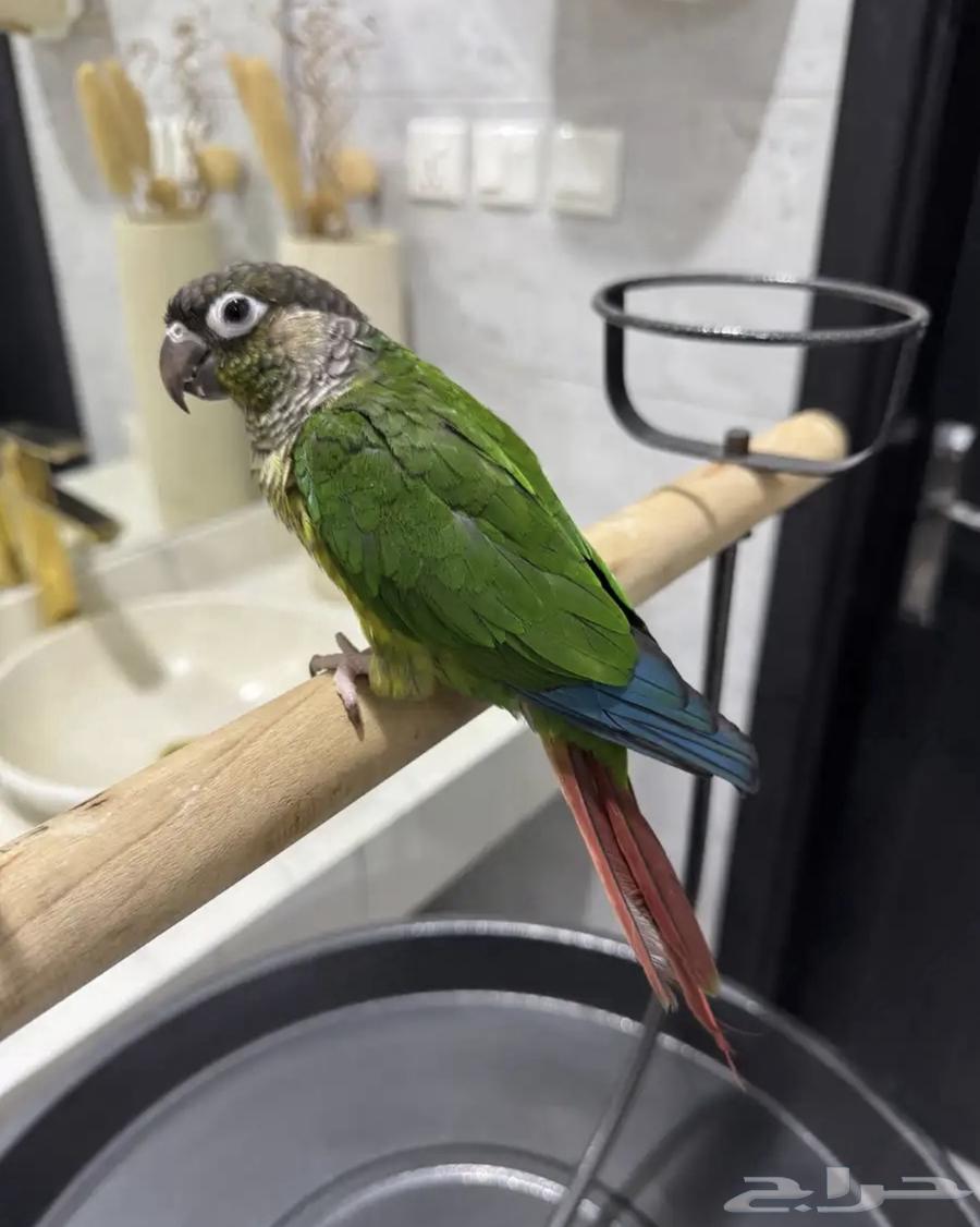 Kinor Yellow Side64534761558914110