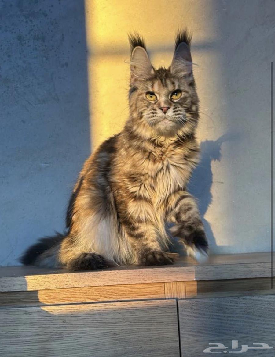 قطط ماين كون للبيع64528182236289112