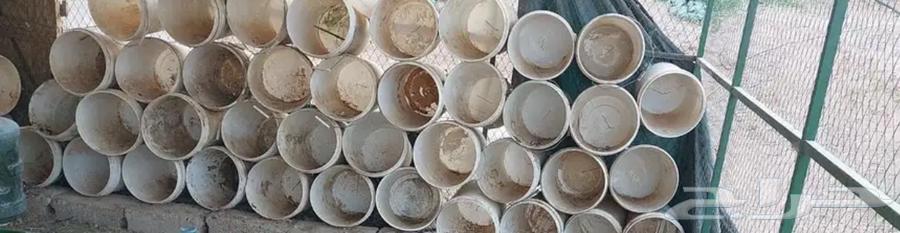 سطول بويا64530247929089111