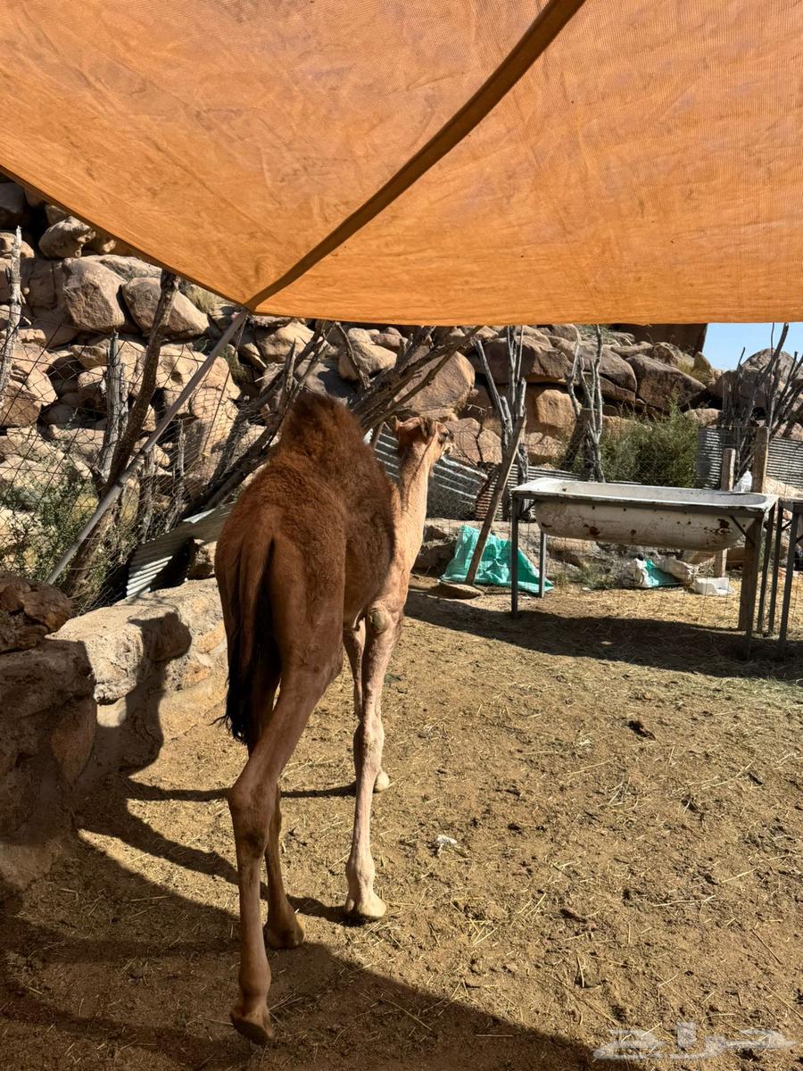 قعدان حشو للبيع على الحليب64529798179331112