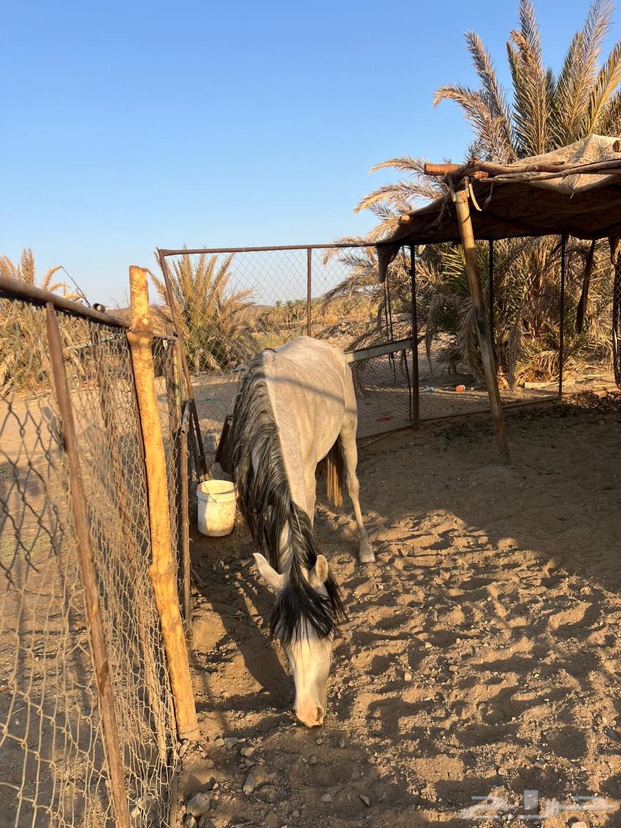 فرس شعبيه للبيع64534663249667111