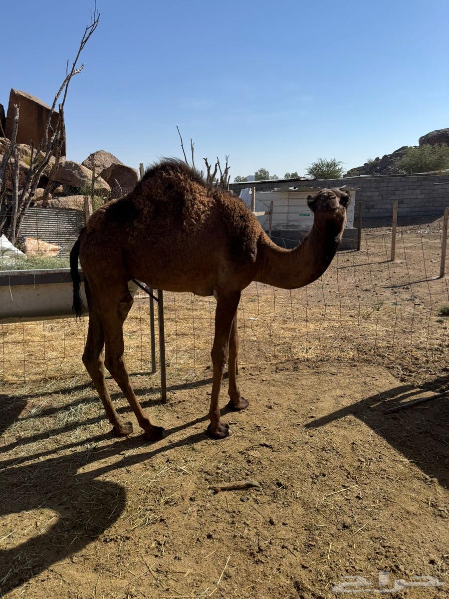 قعدان حشو للبيع على الحليب64529798179331113