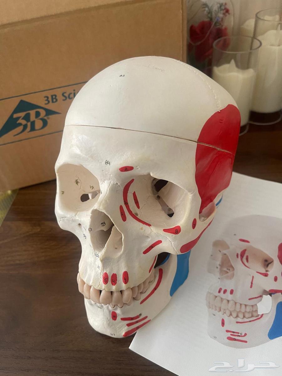 جمجمة تعليم صنع الماني استعمال خفيف جدا كان ه جديد64533747381889110