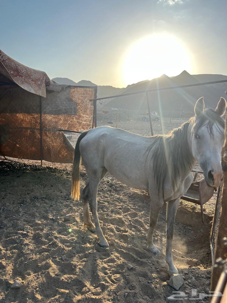 فرس شعبيه للبيع64534663249667112