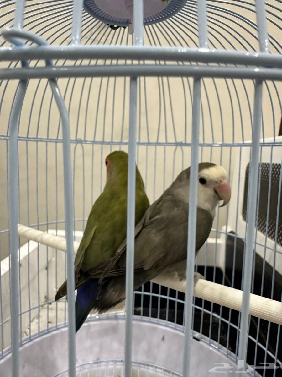 روز عصافير للبيع64534099429891111