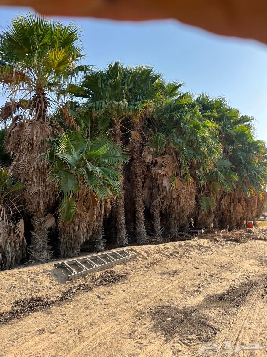 There are palm trees and shantouni throughout64532339735554111