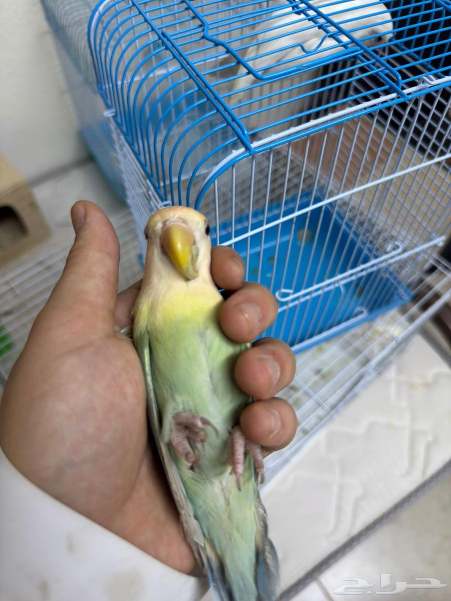 Rose Ringed Parakeet - Rare Fallow Mutation (Sold)64534155890947114