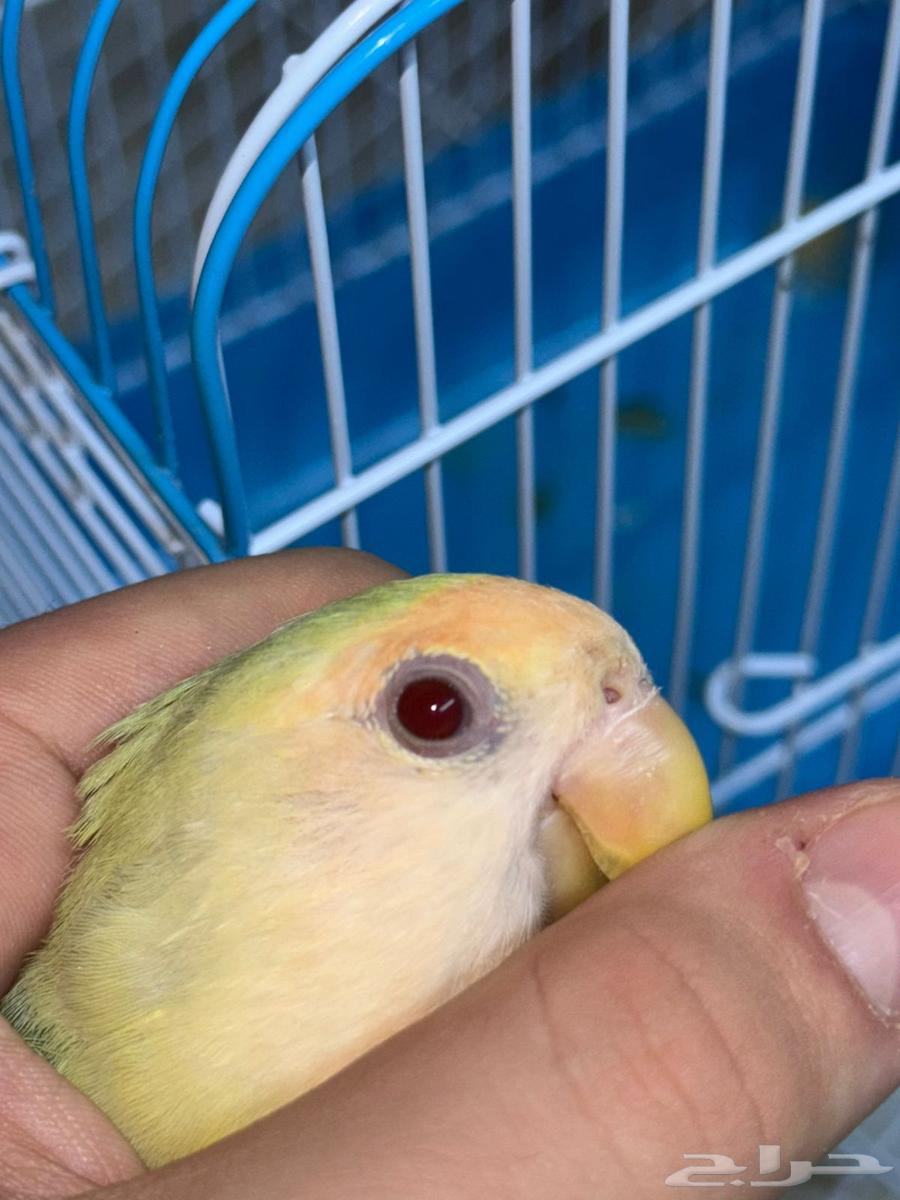 Rose Ringed Parakeet - Rare Fallow Mutation (Sold)64534155890947112