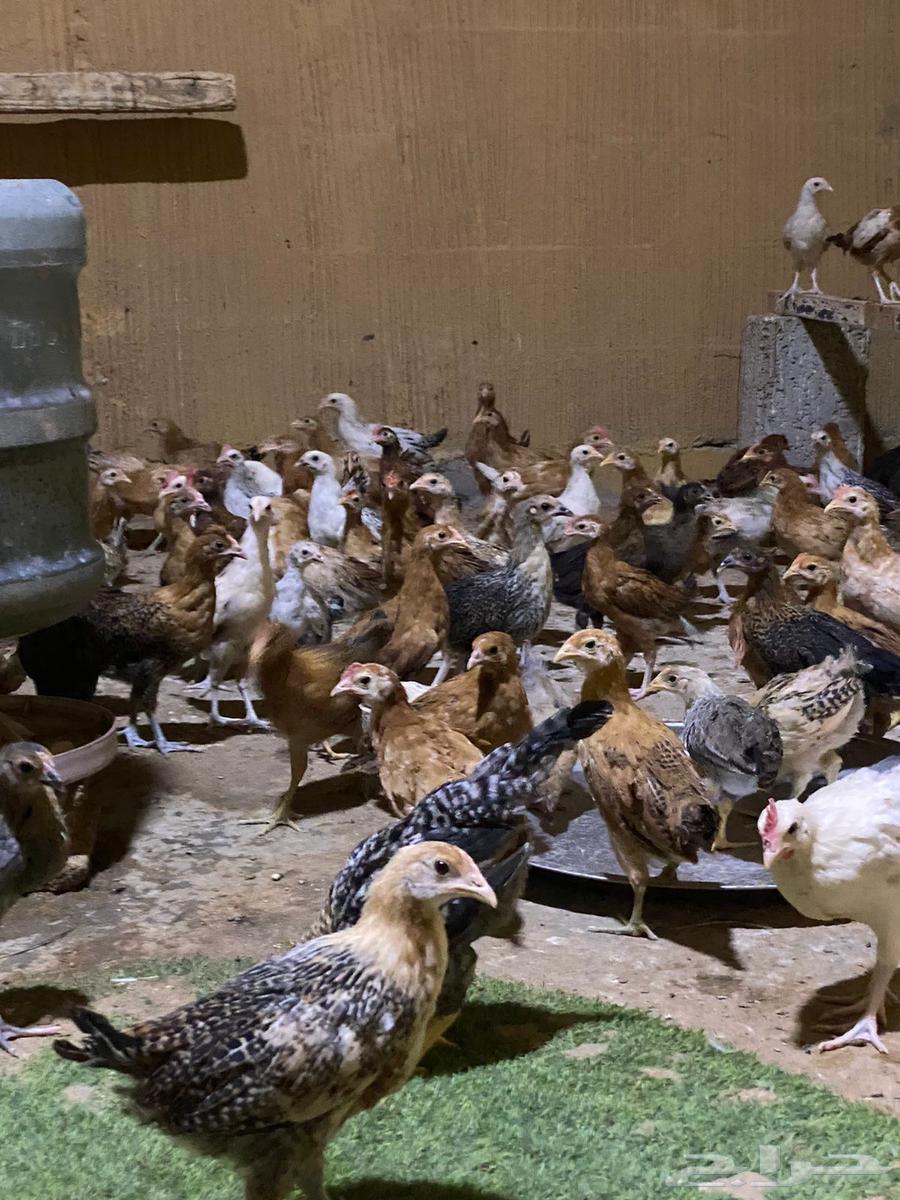 Local chicken64529755733889111