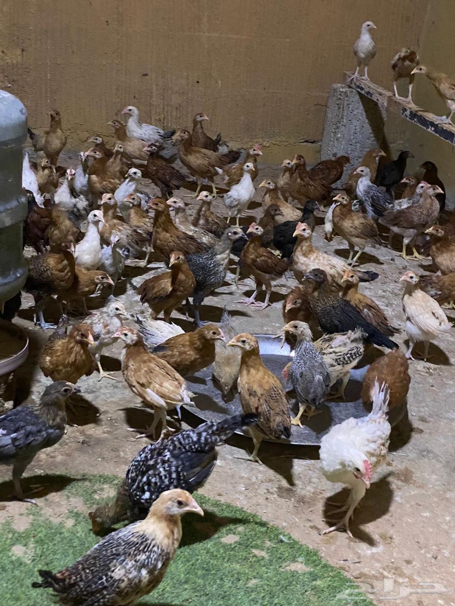 Local chicken64529755733889112