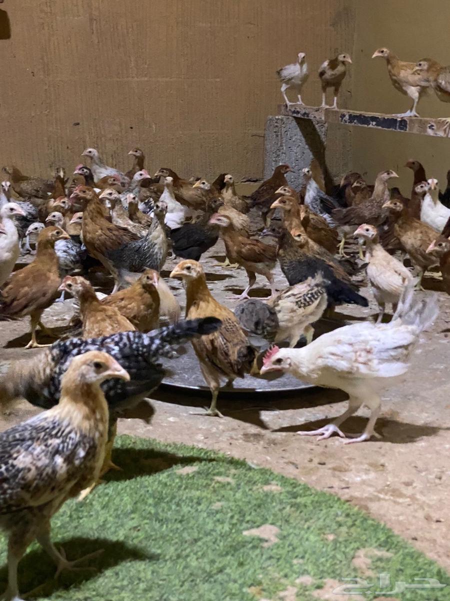 Local chicken64529755733889110