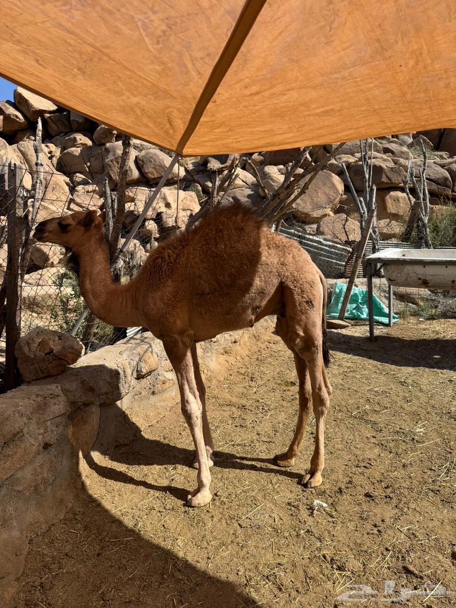 قعدان حشو للبيع على الحليب64529798179331114