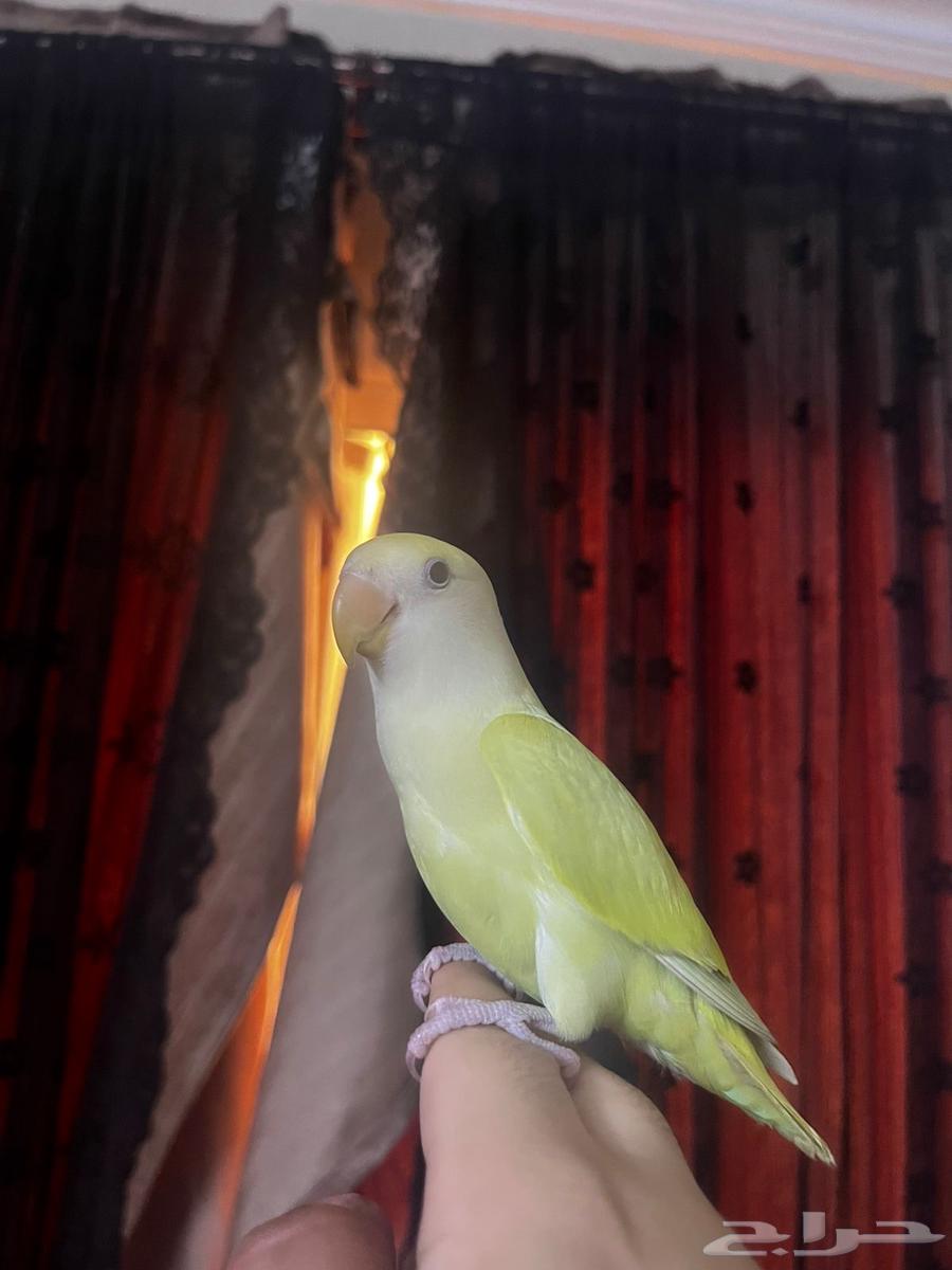 روز هدد داخلي خارجي(تم البيع)64530925735426110