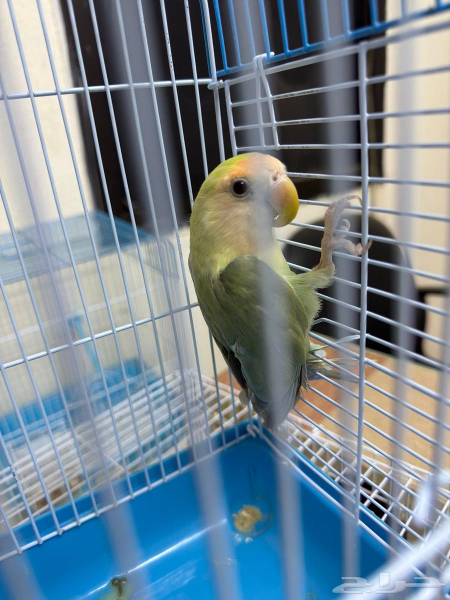 Rose Ringed Parakeet - Rare Fallow Mutation (Sold)64534155890947110