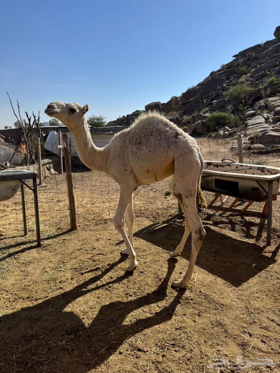 قعدان حشو للبيع على الحليب64529798179331110