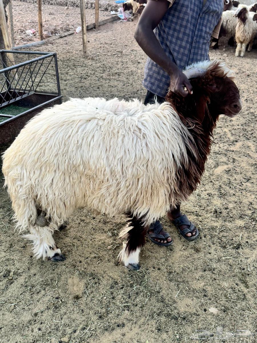 للبيع ذبايح نعيم بلدي64529021583105110