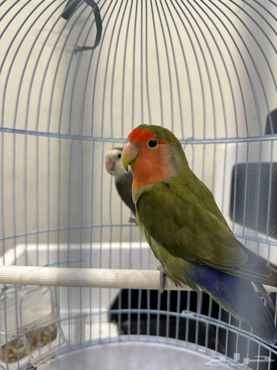 روز عصافير للبيع64534099429891110