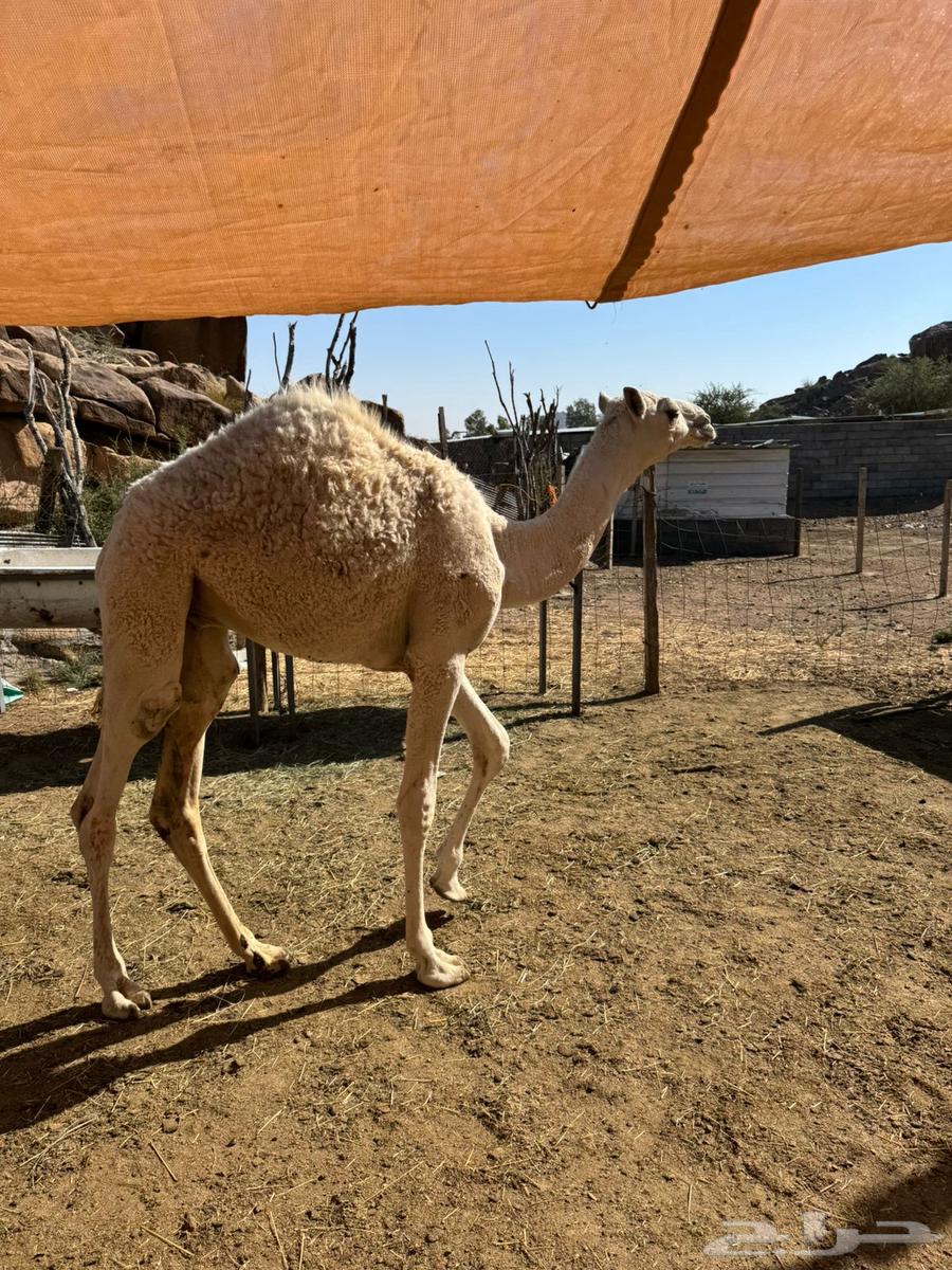 قعدان حشو للبيع على الحليب64529798179331111