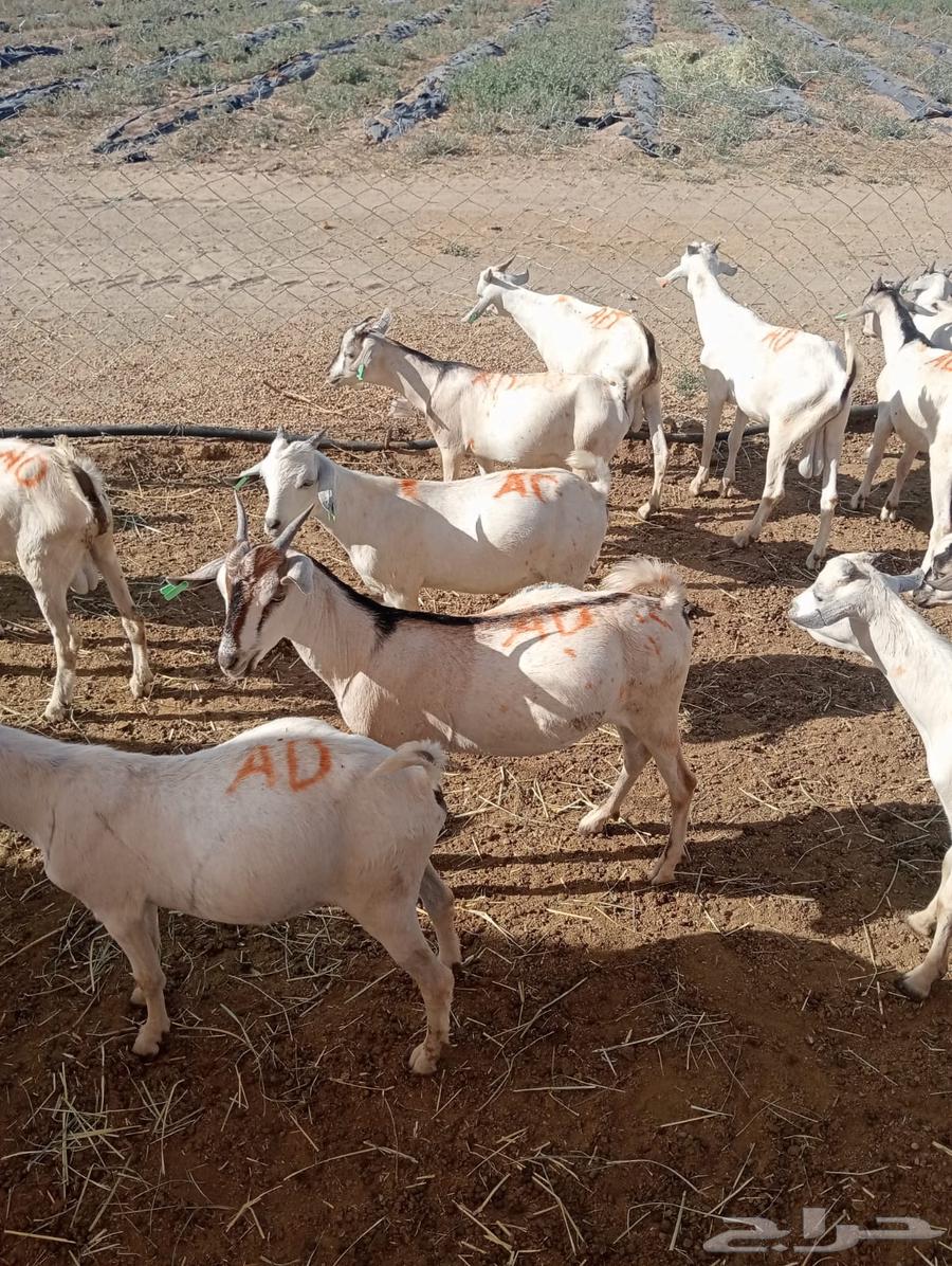 Somali rams and Somali goats for breeding, good weight64530897178626113