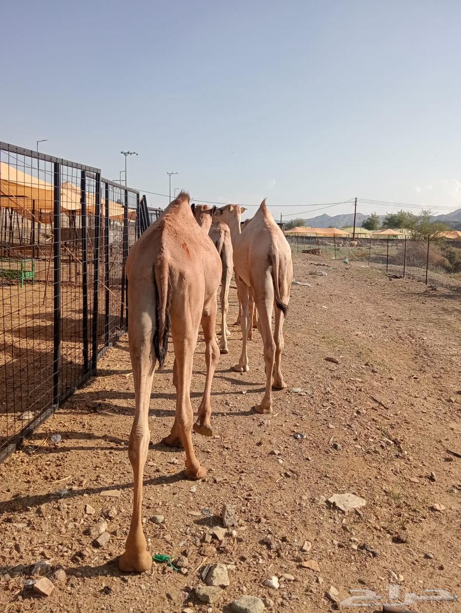 Somali rams and Somali goats for breeding, good weight64530897178626110