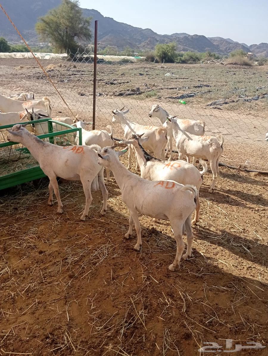Somali rams and Somali goats for breeding, good weight64530897178626114