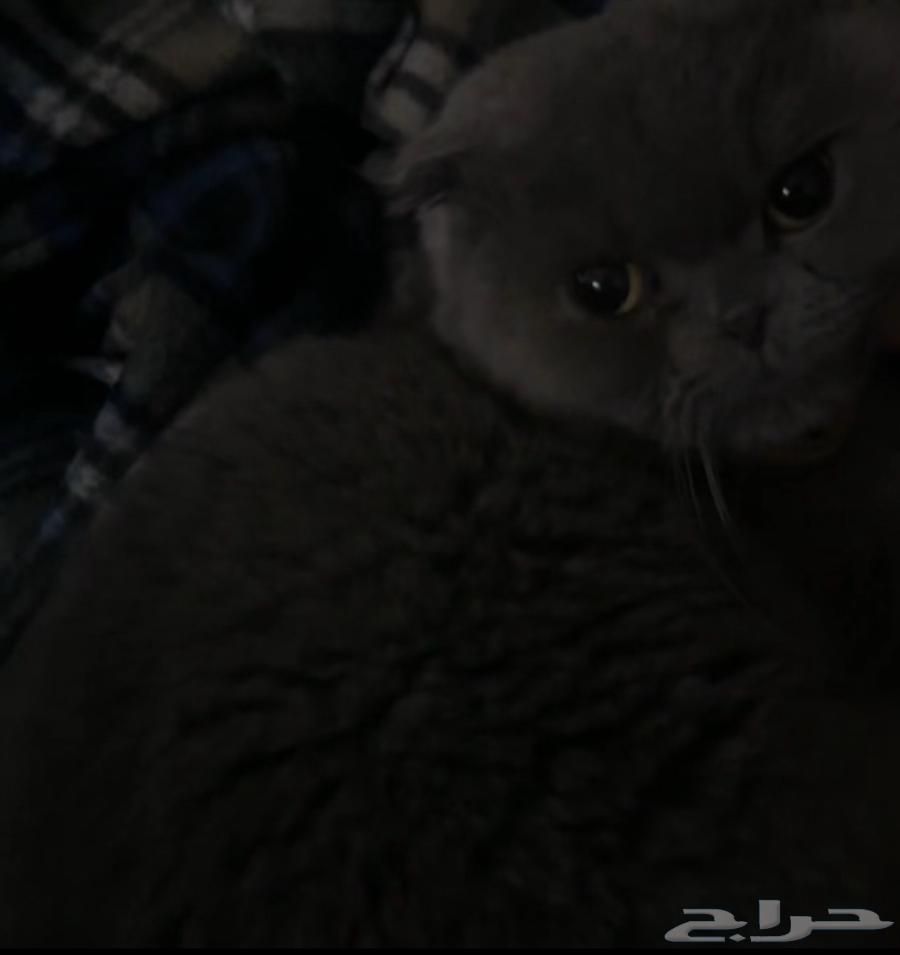 بسه للبيع64530797996034111