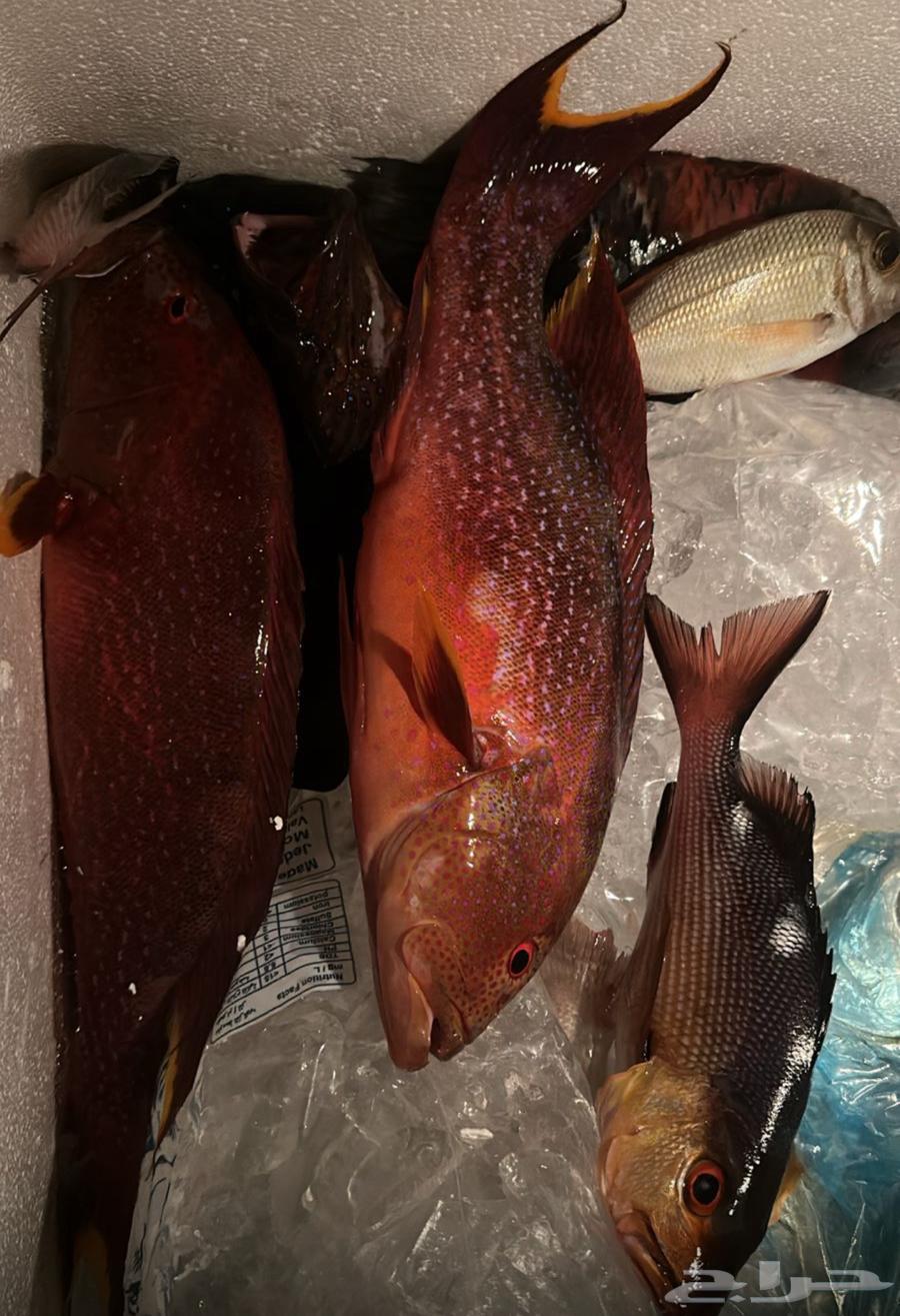 رحلة بحرية صيد64530515455746112