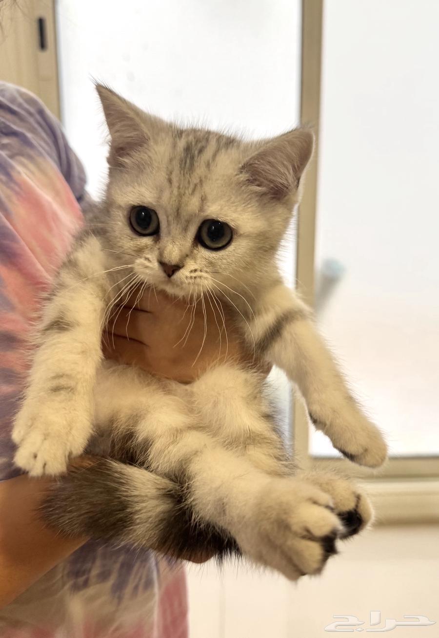 Scottish Fold kittens for sale64531901836033110