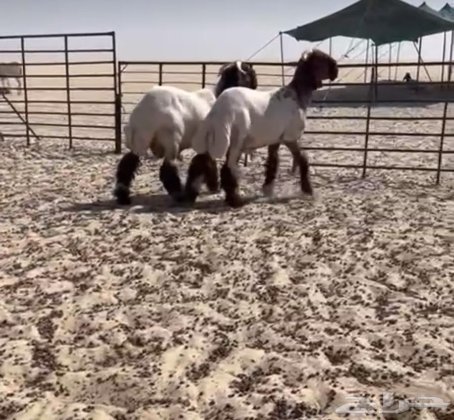 Grade A Saplings64534359316610110