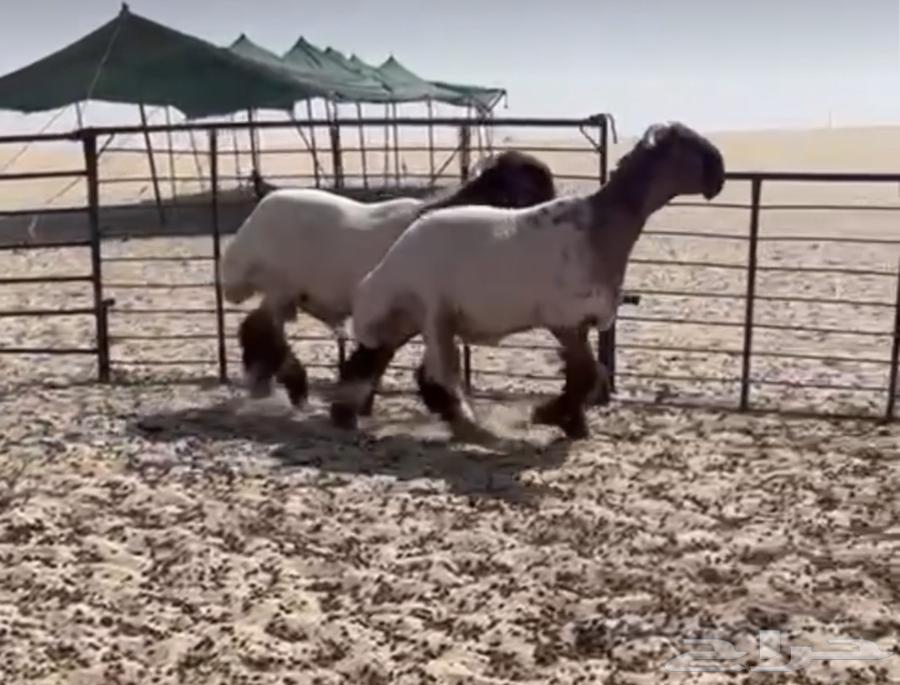 Grade A Saplings64534359316610111