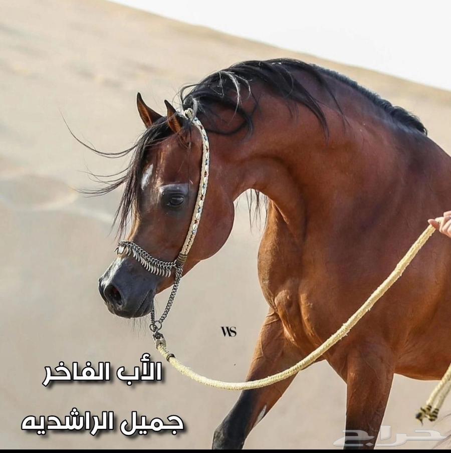 واهو للبيع64534326101251110