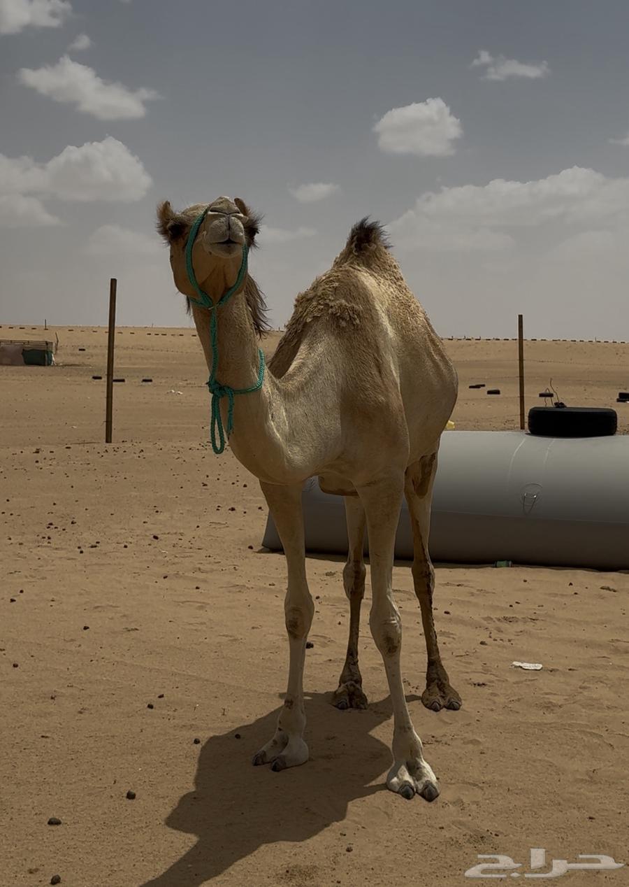 Daughter of Jabbar Al-Mukhtabar, inseminated by Shahin Ba'ir ibn Afisha64530008903426112