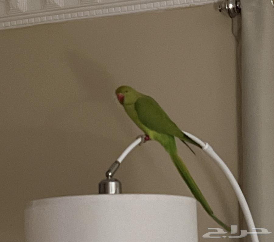 ببغاء64534375792513110