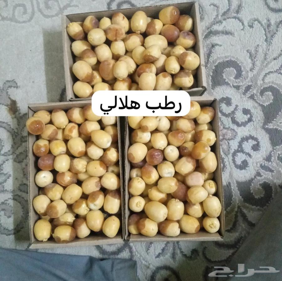 Fresh Dates from Our Farm in Al-Ahsa64529306213249110