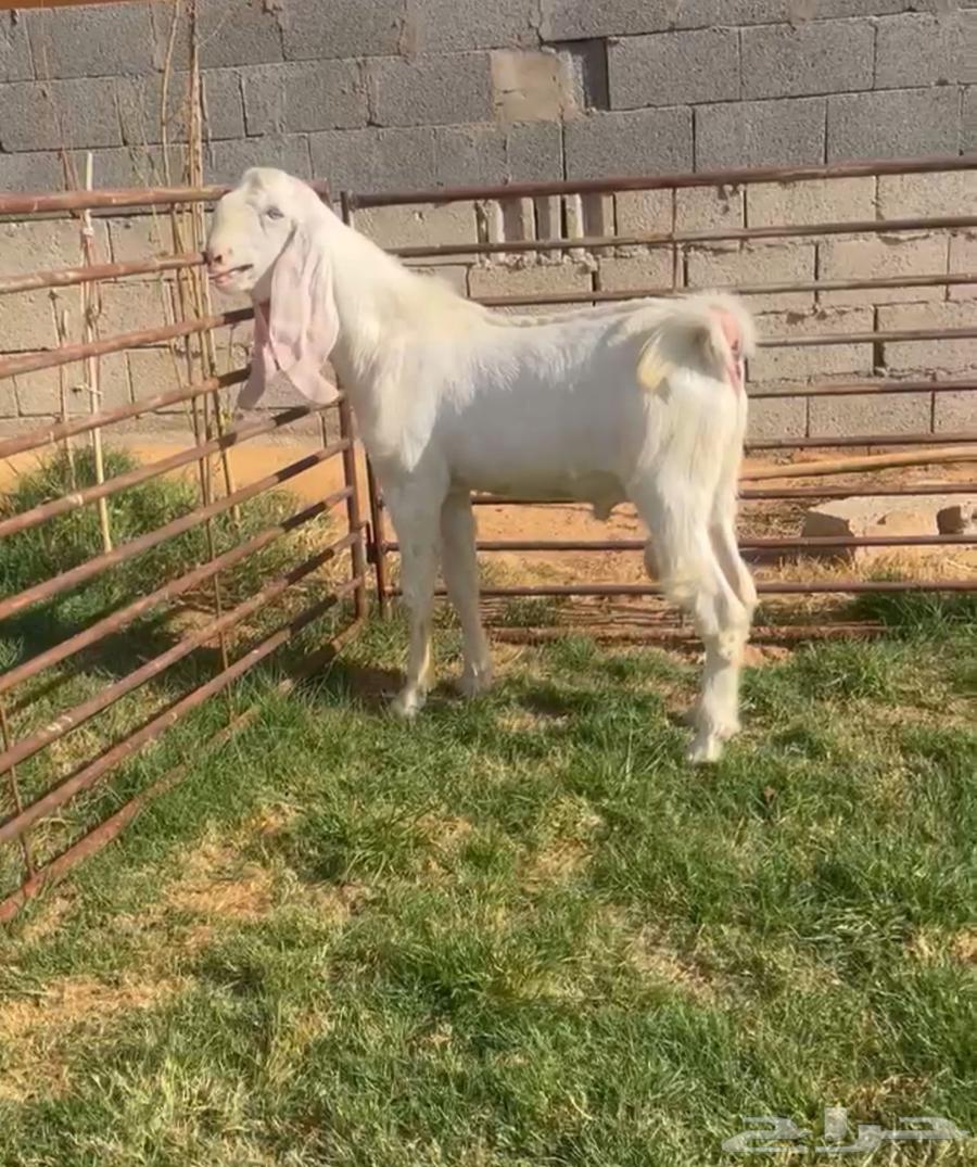 تيس ابيض ابرص احم64455167820161110