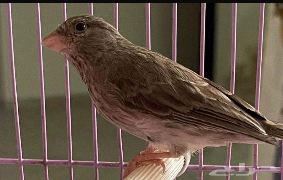 بيع طائر حسون ( قري الطائفي )64532494719106110