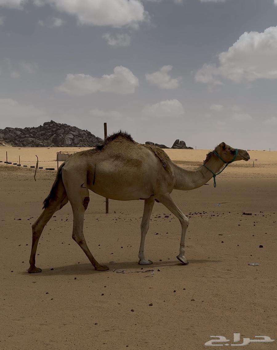 Daughter of Jabbar Al-Mukhtabar, inseminated by Shahin Ba'ir ibn Afisha64530008903426110