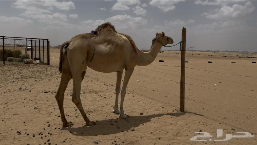 Daughter of Jabbar Al-Mukhtabar, inseminated by Shahin Ba'ir ibn Afisha64530008903426111