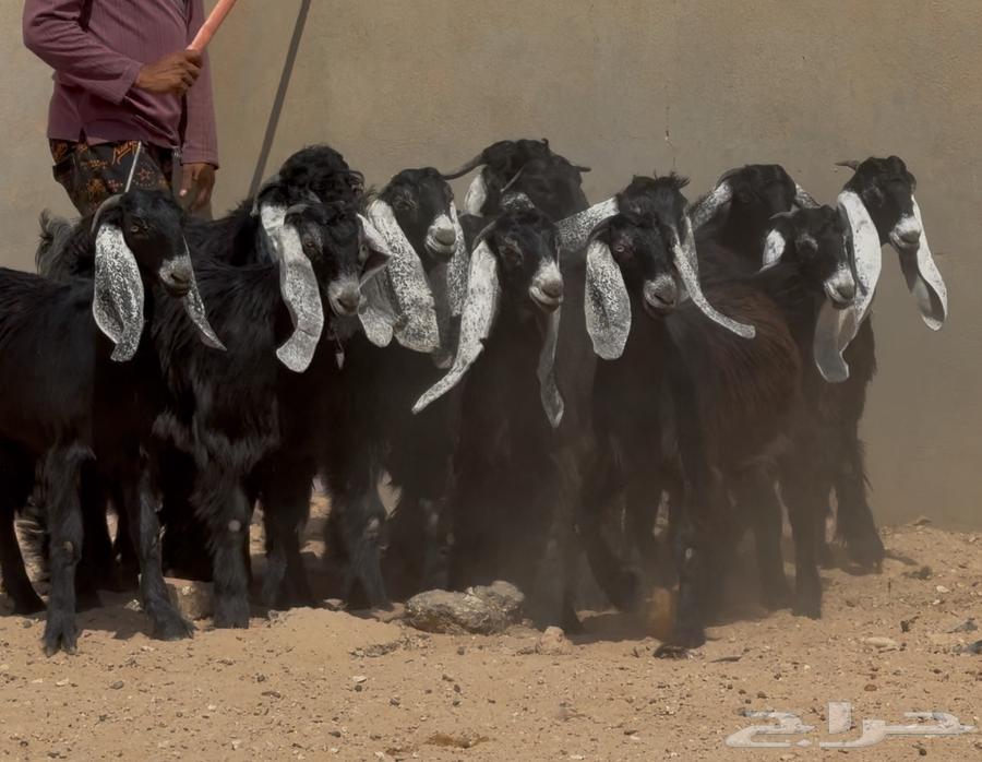 عرض رقم 2 جذعات عوارض طيبه العدد 14 بالفحول 264530219551618110