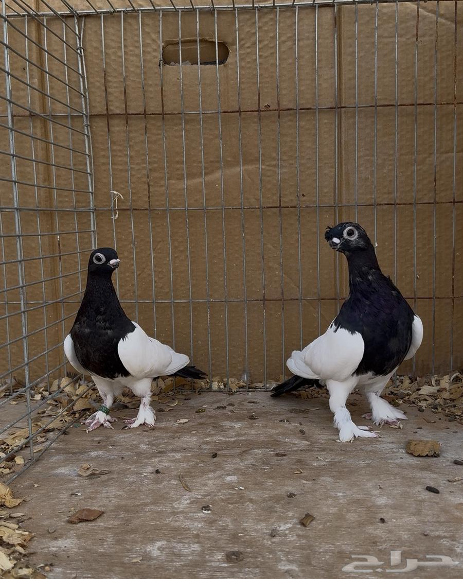 زوج حمام صيني نوادر64527784554369112
