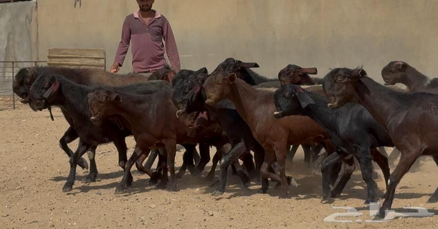 Goat does from Shamia, high quality, young and with internal parasites issue number 17 at Fahil64534440675329110