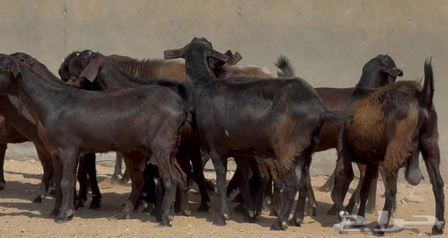 Goat does from Shamia, high quality, young and with internal parasites issue number 17 at Fahil64534440675329111