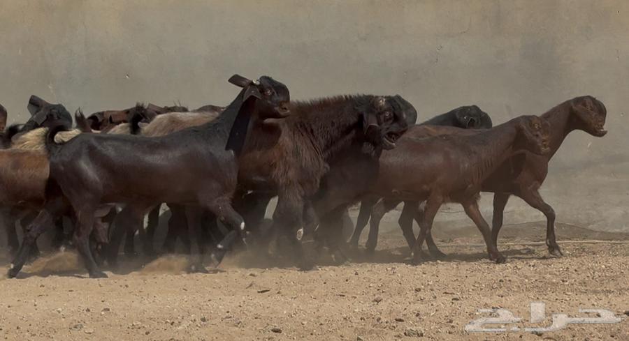 Goat does from Shamia, high quality, young and with internal parasites issue number 17 at Fahil64534440675329114