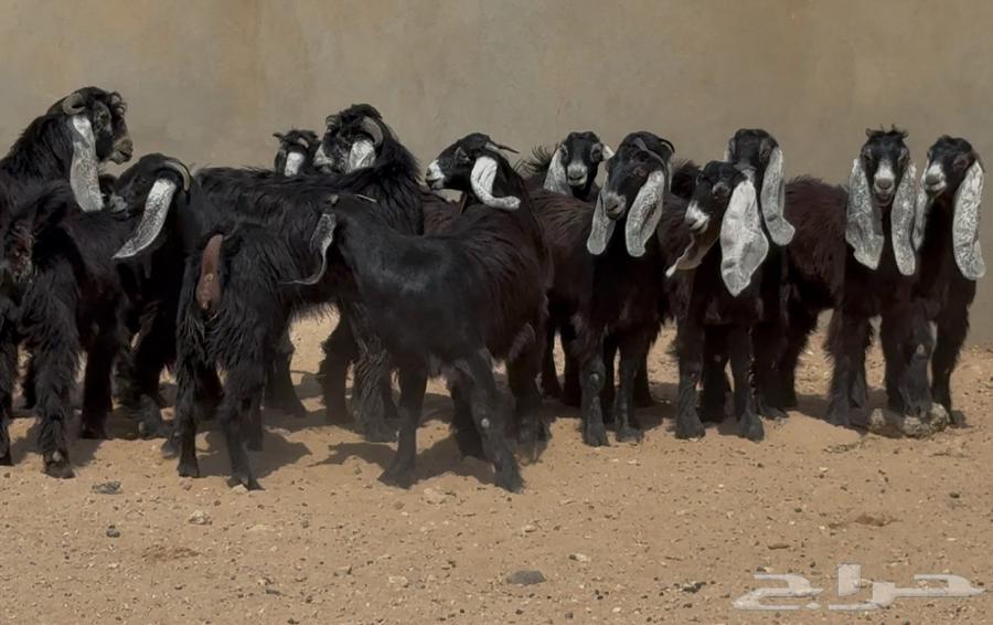 عرض رقم 2 جذعات عوارض طيبه العدد 14 بالفحول 264530219551618114