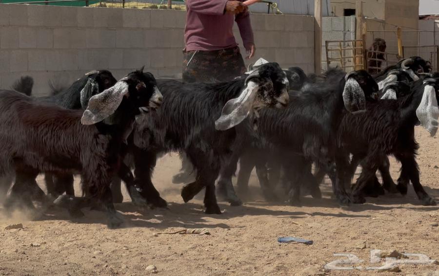 عرض رقم 2 جذعات عوارض طيبه العدد 14 بالفحول 264530219551618112