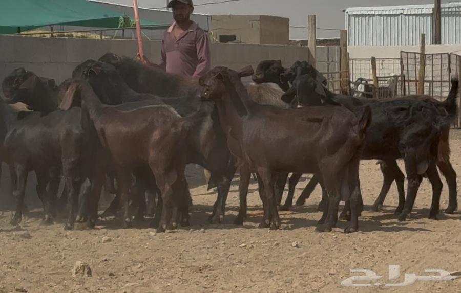 Goat does from Shamia, high quality, young and with internal parasites issue number 17 at Fahil64534440675329113