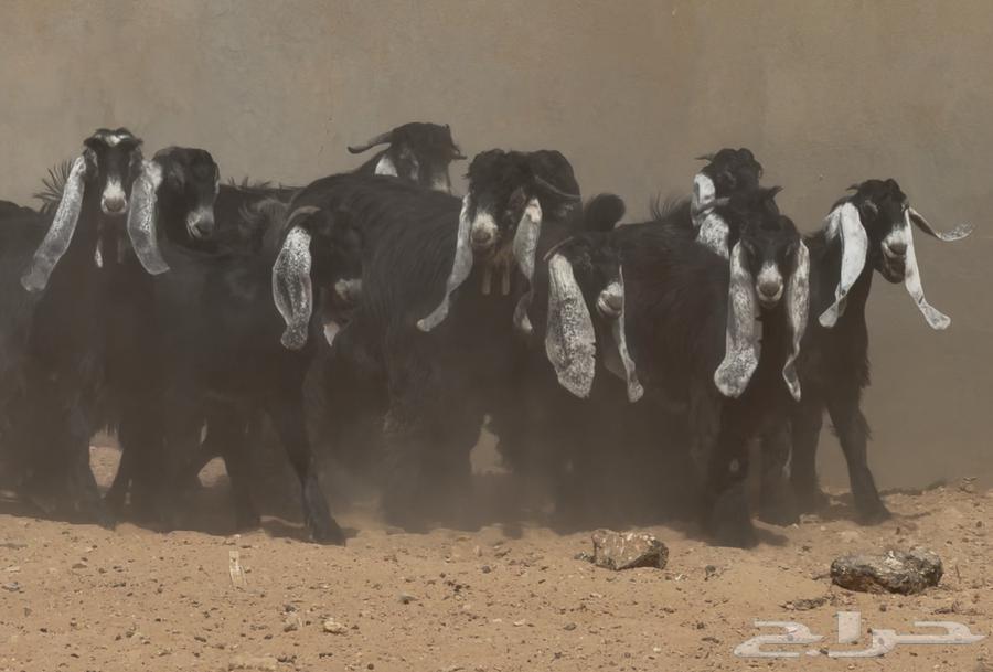 عرض رقم 2 جذعات عوارض طيبه العدد 14 بالفحول 264530219551618111