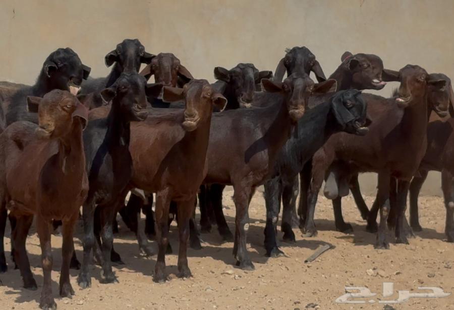 Goat does from Shamia, high quality, young and with internal parasites issue number 17 at Fahil64534440675329112